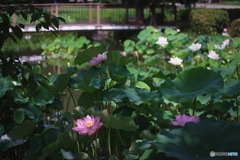 郷土の森公園