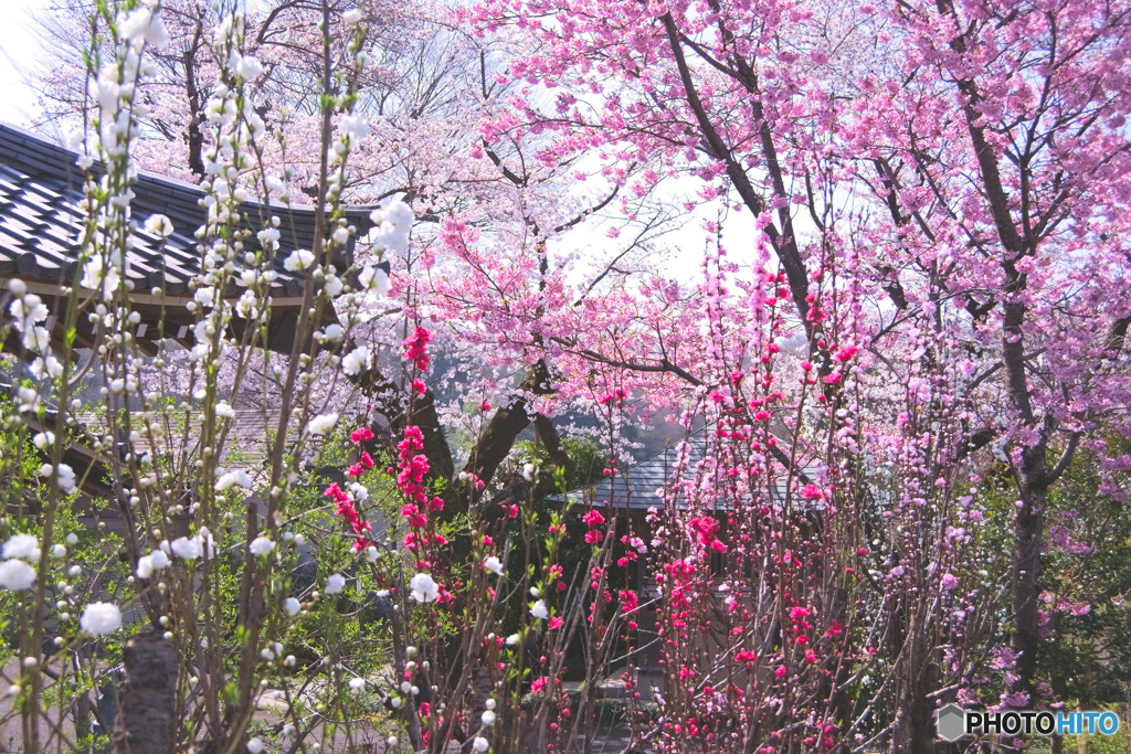 金仙寺の桜と花桃