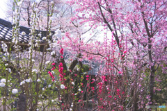金仙寺の桜と花桃