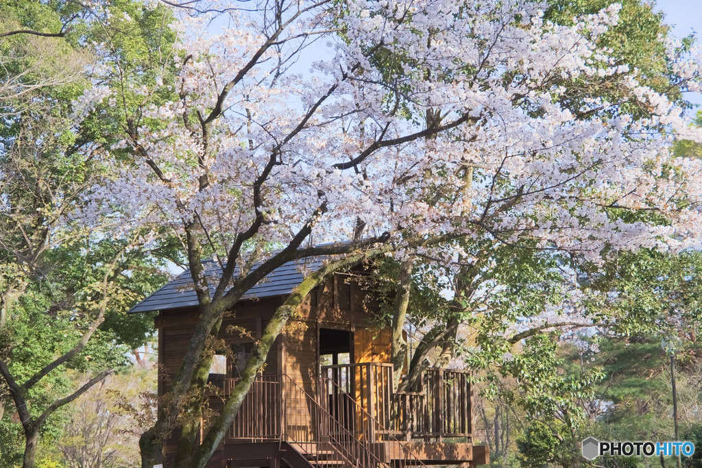 桜のツリーハウス