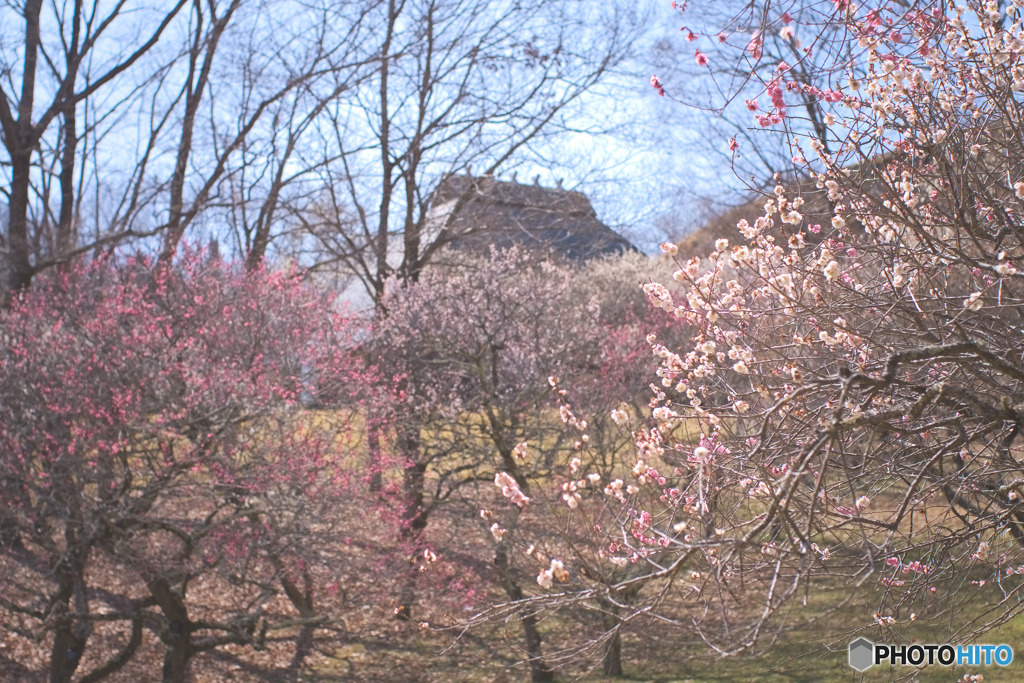 秩父ミューズパークの梅園