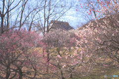 秩父ミューズパークの梅園