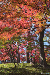 殿ヶ谷戸庭園