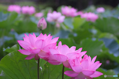 薬師池公園