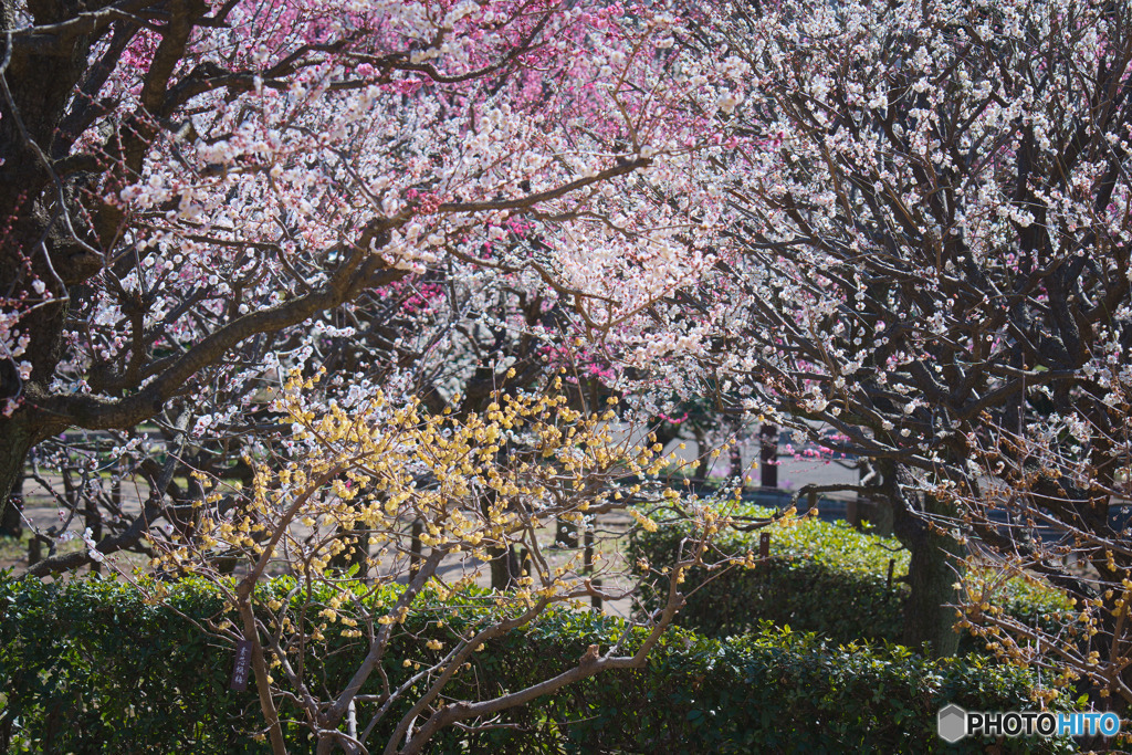 相模原北公園
