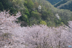 虎山の千本桜