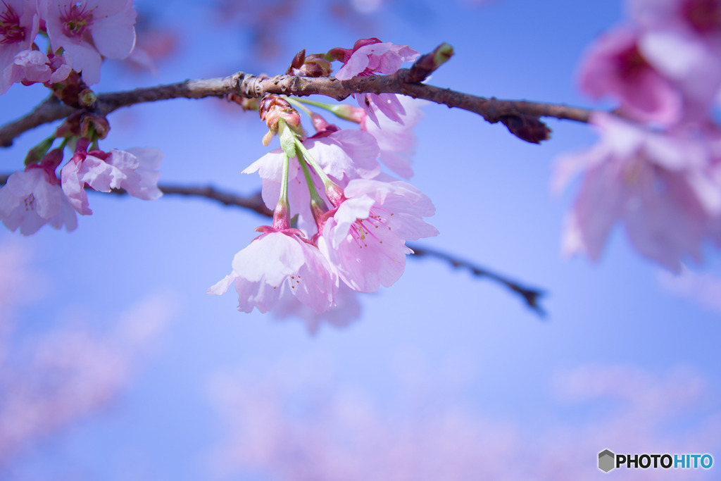 安行寒桜