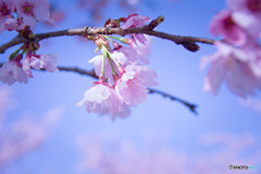 安行寒桜