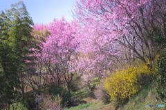 比良の丘の花桃