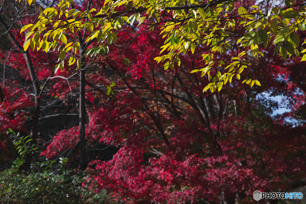 石神井公園