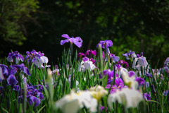 智光山公園の花菖蒲