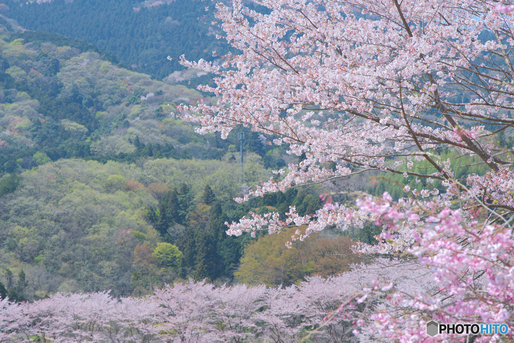 虎山の千本桜