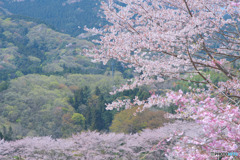 虎山の千本桜