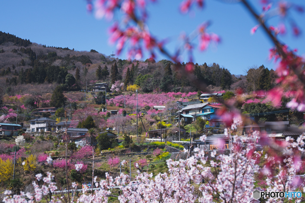 花桃の郷