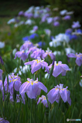 湖南菖蒲園の花菖蒲