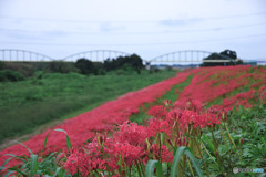 天神橋の彼岸花