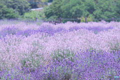 千年の苑ラベンダー園