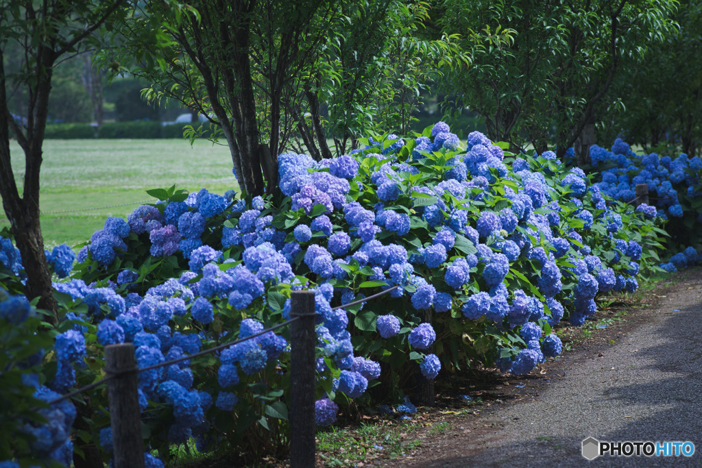 相模原麻溝公園