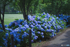 相模原麻溝公園