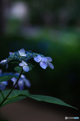 額紫陽花_Lo