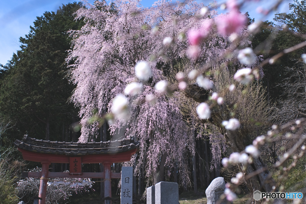日枝神社の枝垂れ桜