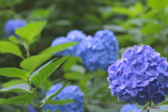 生田緑地