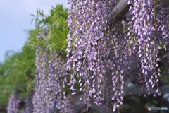 文化の杜公園