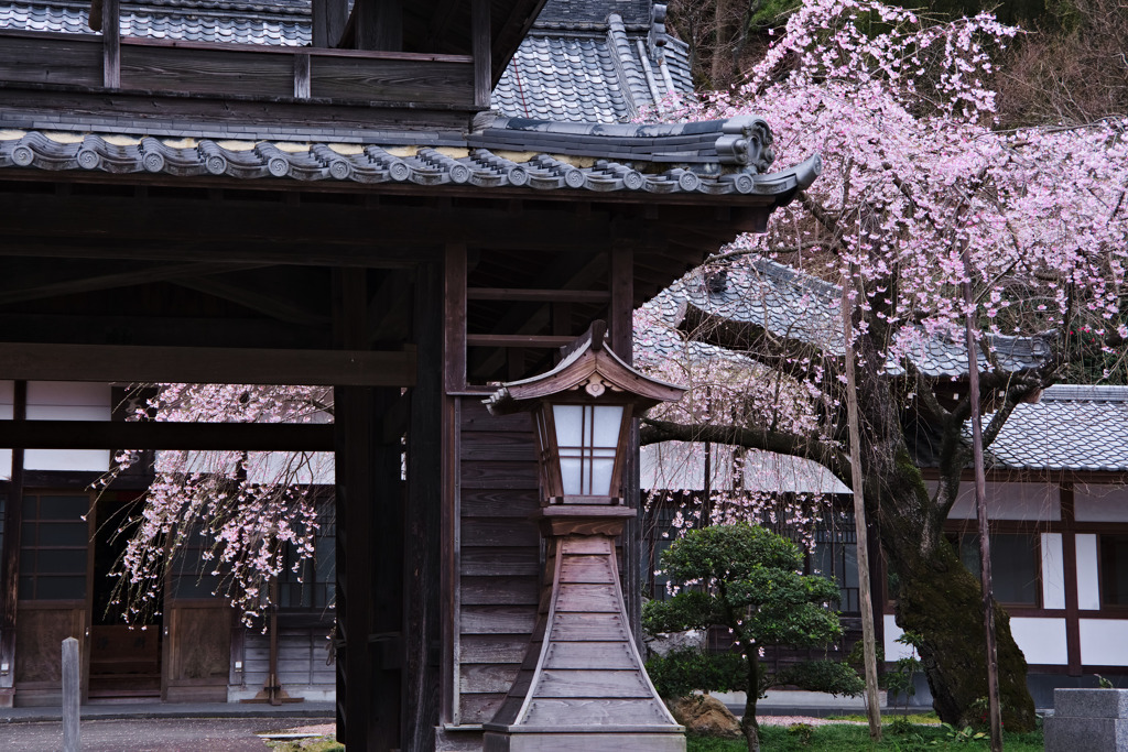 西光寺の桜