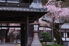 西光寺の桜