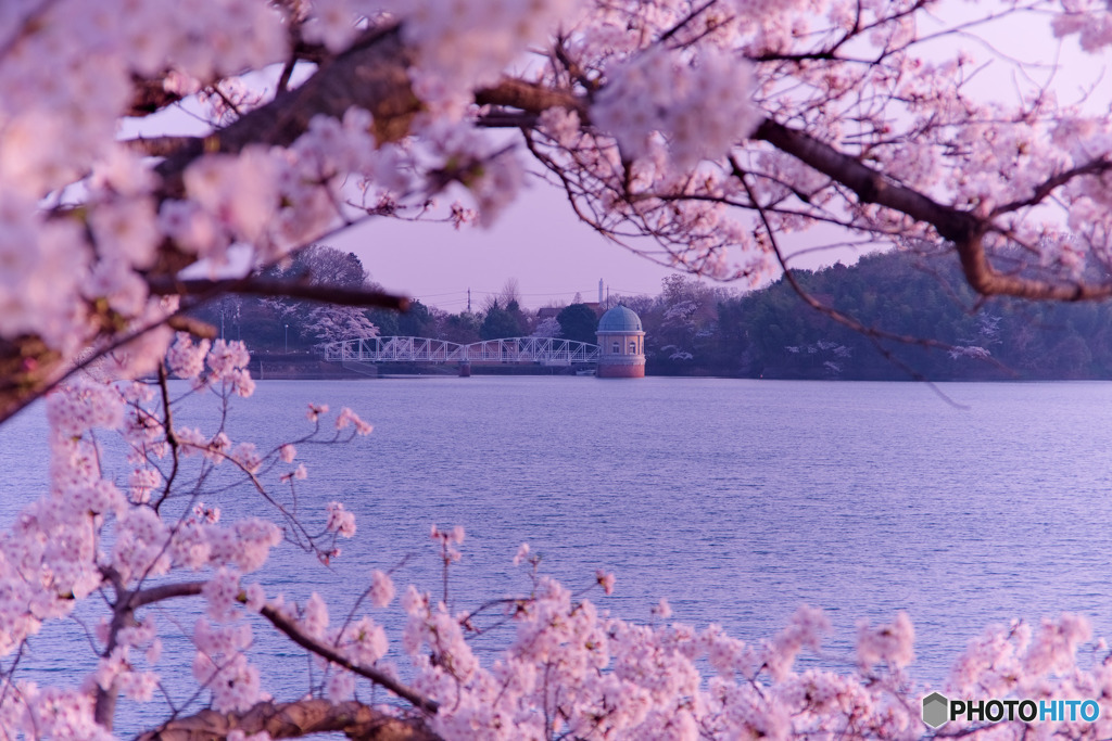 多摩湖の春