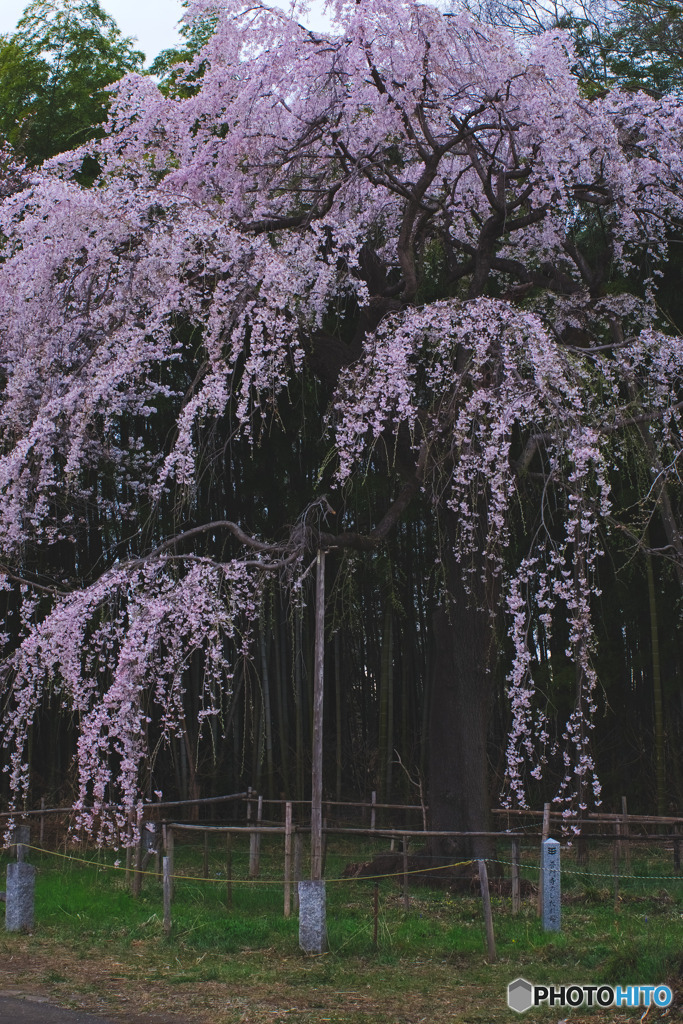 普門寺のしだれ桜