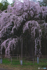 普門寺のしだれ桜