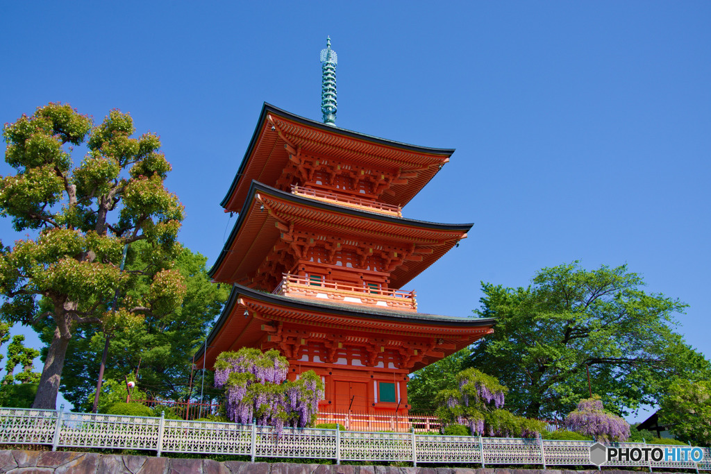 青葉園の三重塔と藤