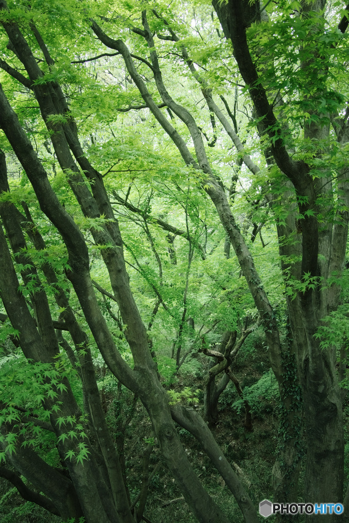 幹