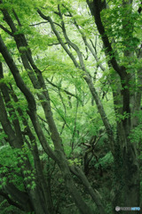 幹