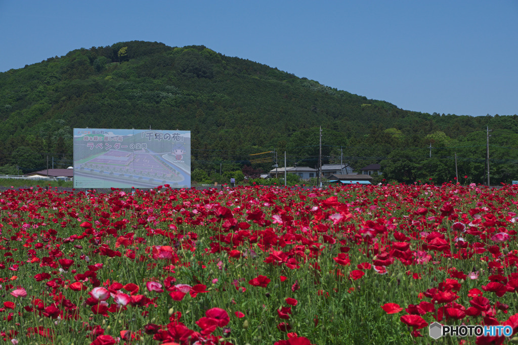 千年の苑ラベンダー園