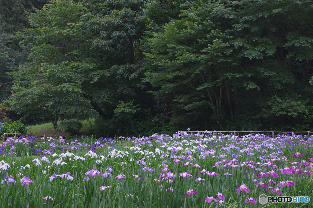 吹上しょうぶ公園