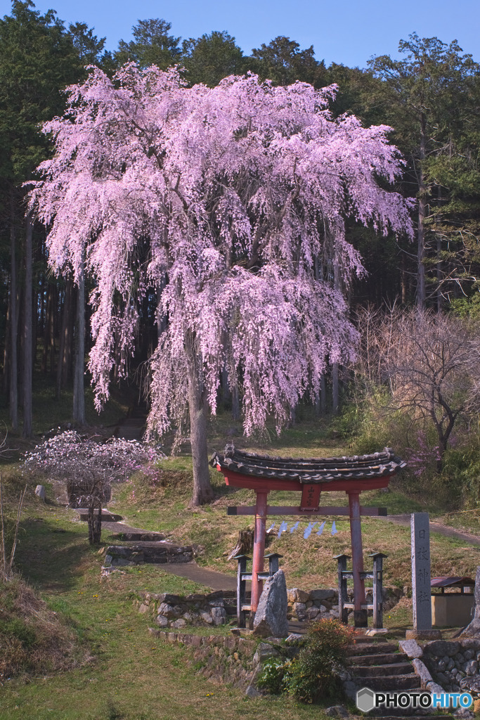 日枝神社の枝垂れ桜