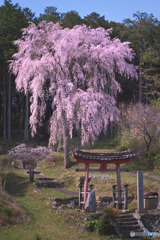 日枝神社の枝垂れ桜