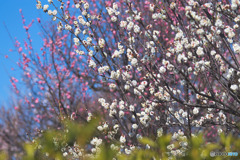 羽根木公園