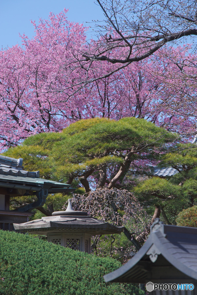 密蔵院