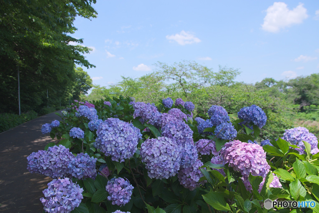 志木新河岸川あじさいロード