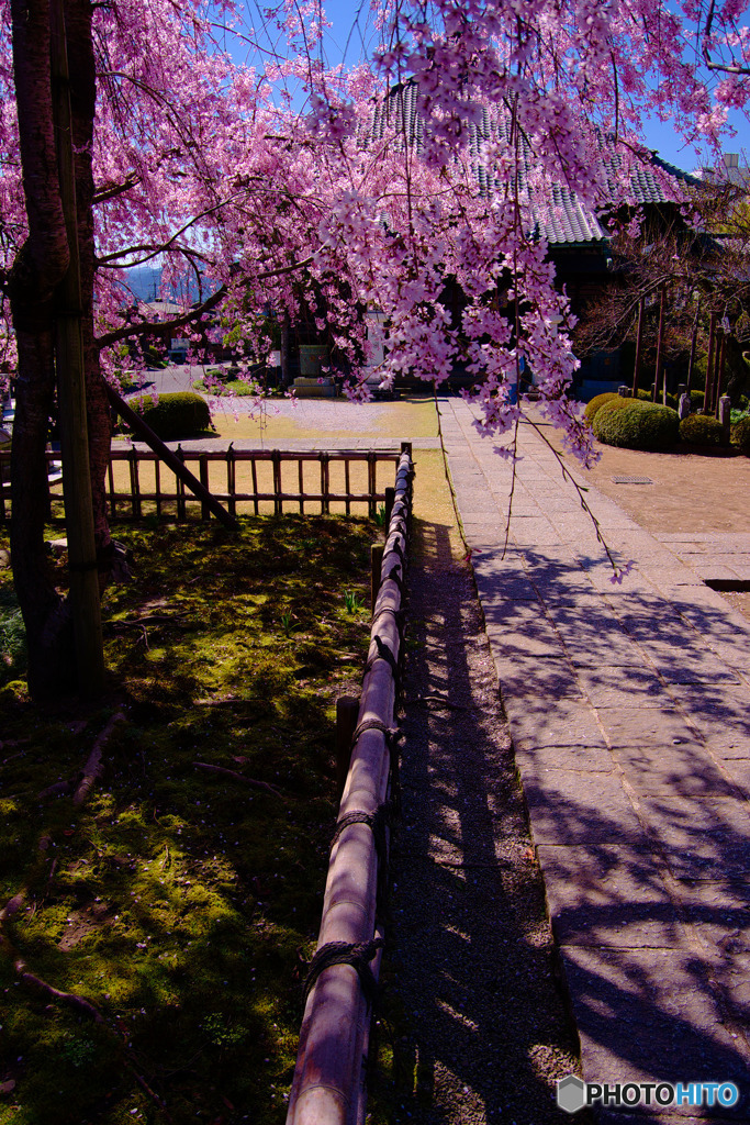 青梅市、金剛寺の枝垂れ桜