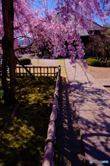 青梅市、金剛寺の枝垂れ桜