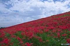 荒川左岸 大久保浄水場周辺