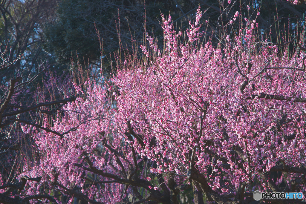 砧公園