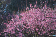 砧公園