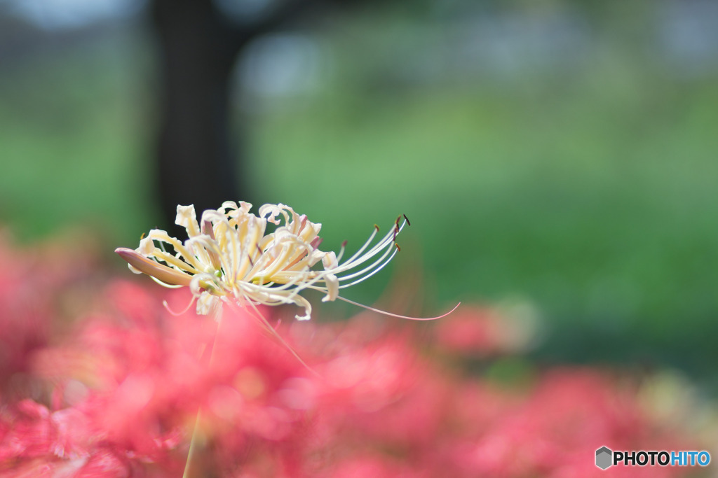 白花の彼岸花