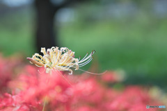 白花の彼岸花