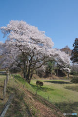 鉢形城公園